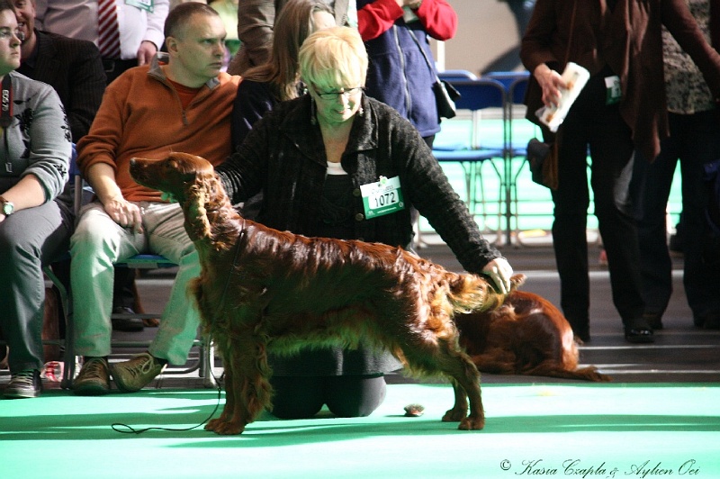 Crufts2011 782.jpg